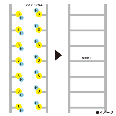毛髪強度の回復！